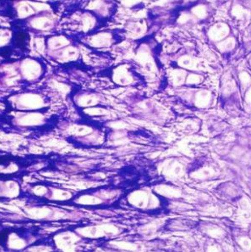 C127小鼠乳腺肿瘤细胞实验