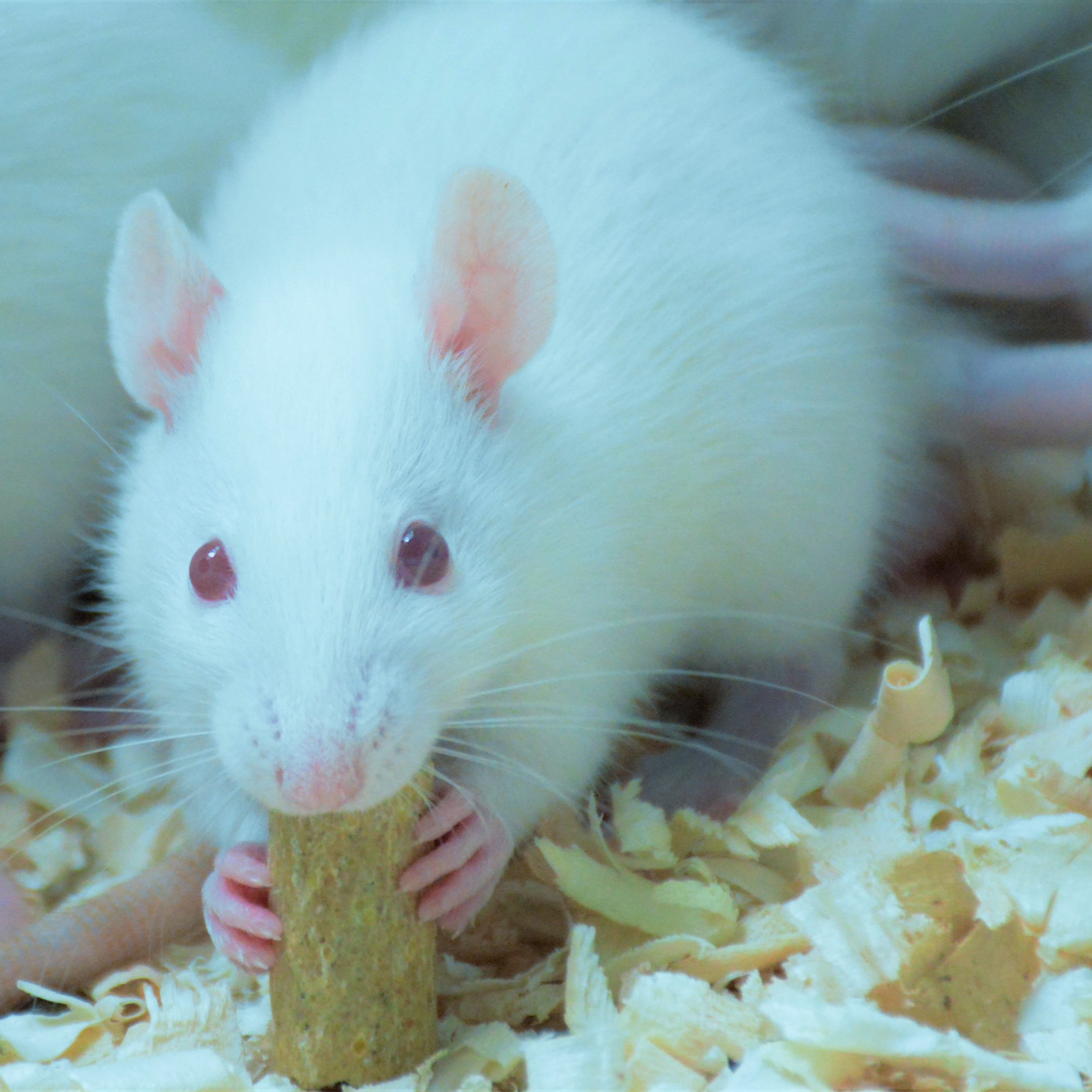 大鼠脑脊液采集实验服务