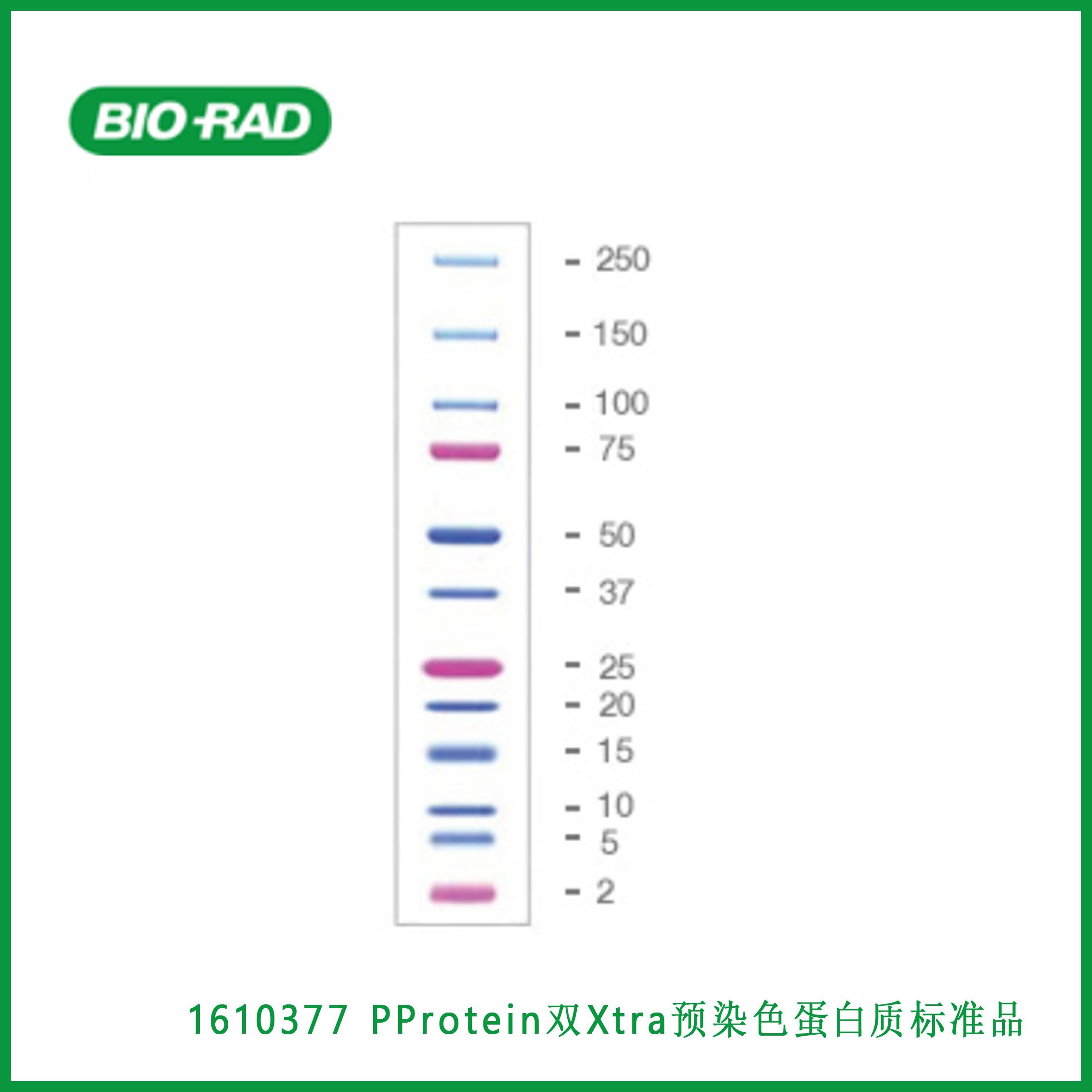 伯乐Bio-Rad1610377Precision Plus Protein™ Dual Xtra Prestained Protein Standards， Protein™  双Xtra预染色蛋白质标准品,现货