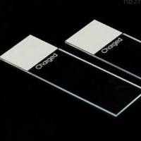 大鼠脑组织石蜡切片实验