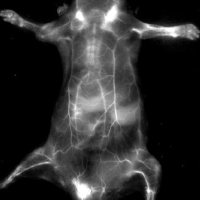 近红外二区活体成像系统