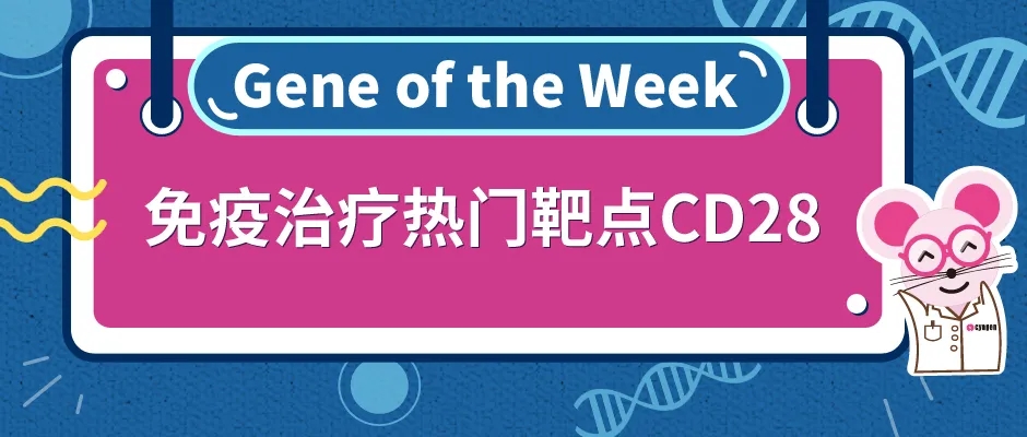CD28人源化小鼠助力肿瘤研究