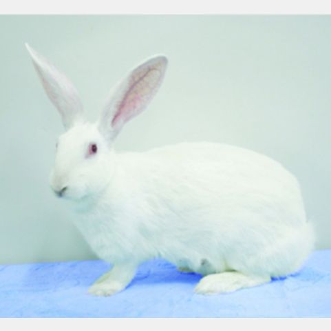 兔心脏采血实验服务