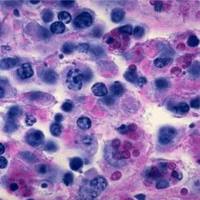 胶原纤维染色实验服务