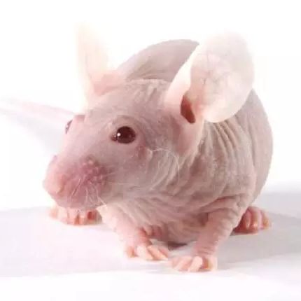 动物实验-裸鼠成瘤模型构建