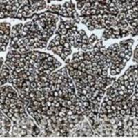 动物组织银染实验