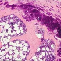 大鼠骨组织脱钙实验服务