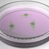 细胞生长曲线测定服务