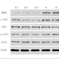 细胞样本WB实验
