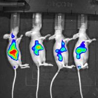 小动物活体成像服务