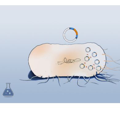 OmniMAX 2 T1甘油菌