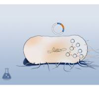 OmniMAX 2 T1甘油菌