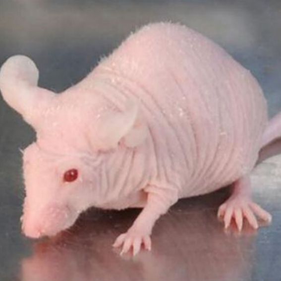 裸鼠皮下成瘤动物实验