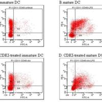 流式双染法检测细胞凋亡实验