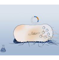 Stbl2感受态菌株