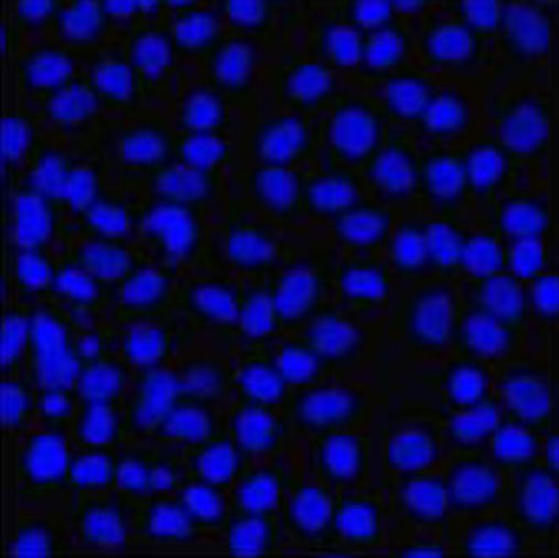 细胞DAPI染色实验