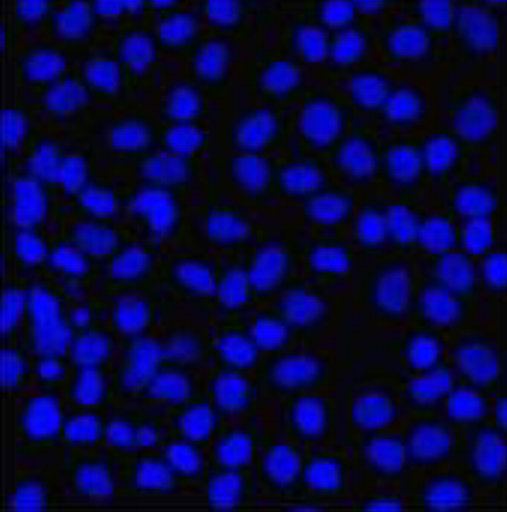 上海细胞DAPI染色实验