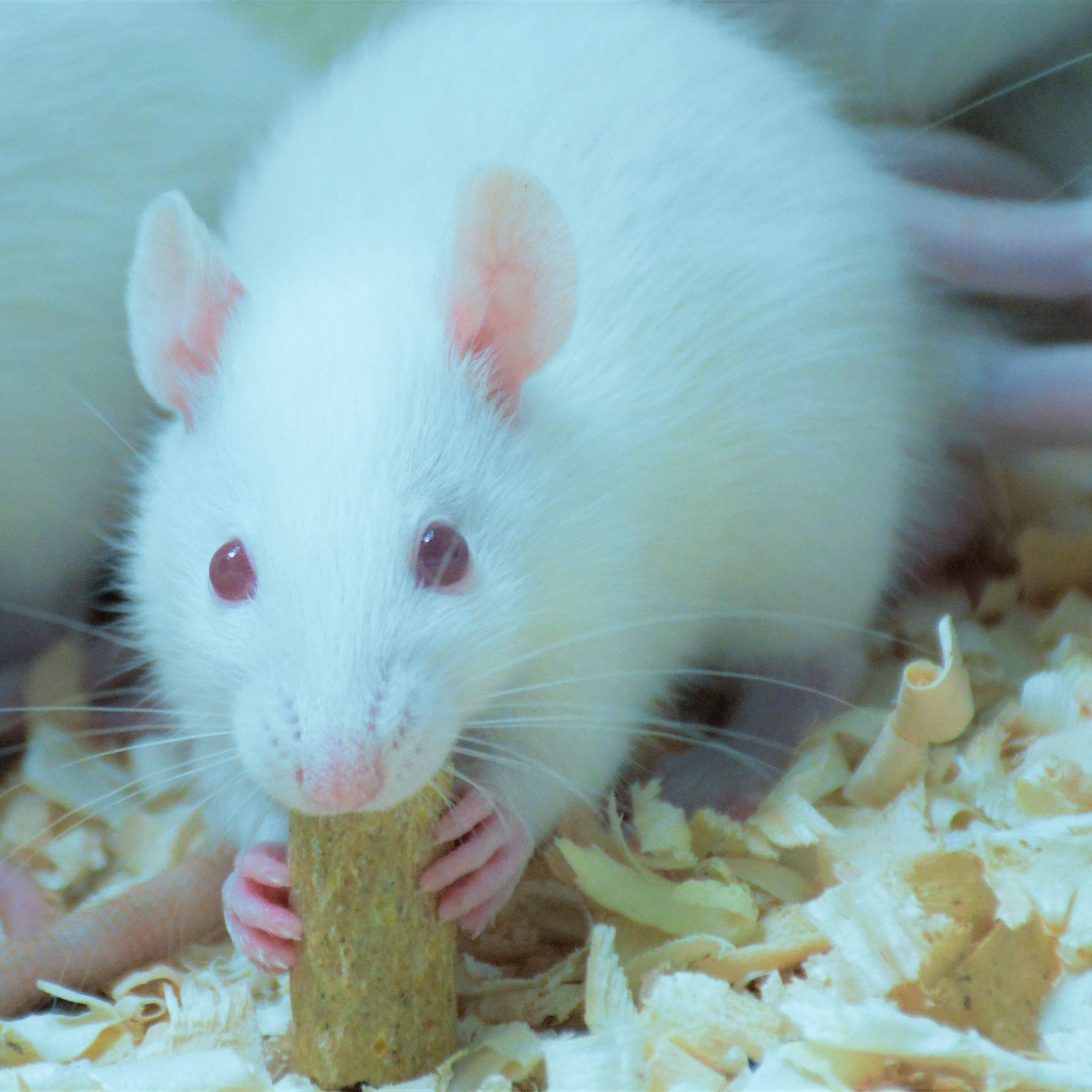 大小鼠灌胃动物实验