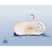 DH5α感受态菌株