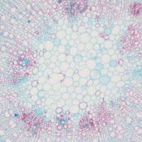 冰冻切片番红固绿染色实验