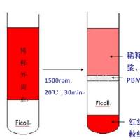 外周血分离PBMC实验