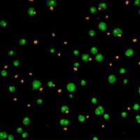 活死细胞染色实验