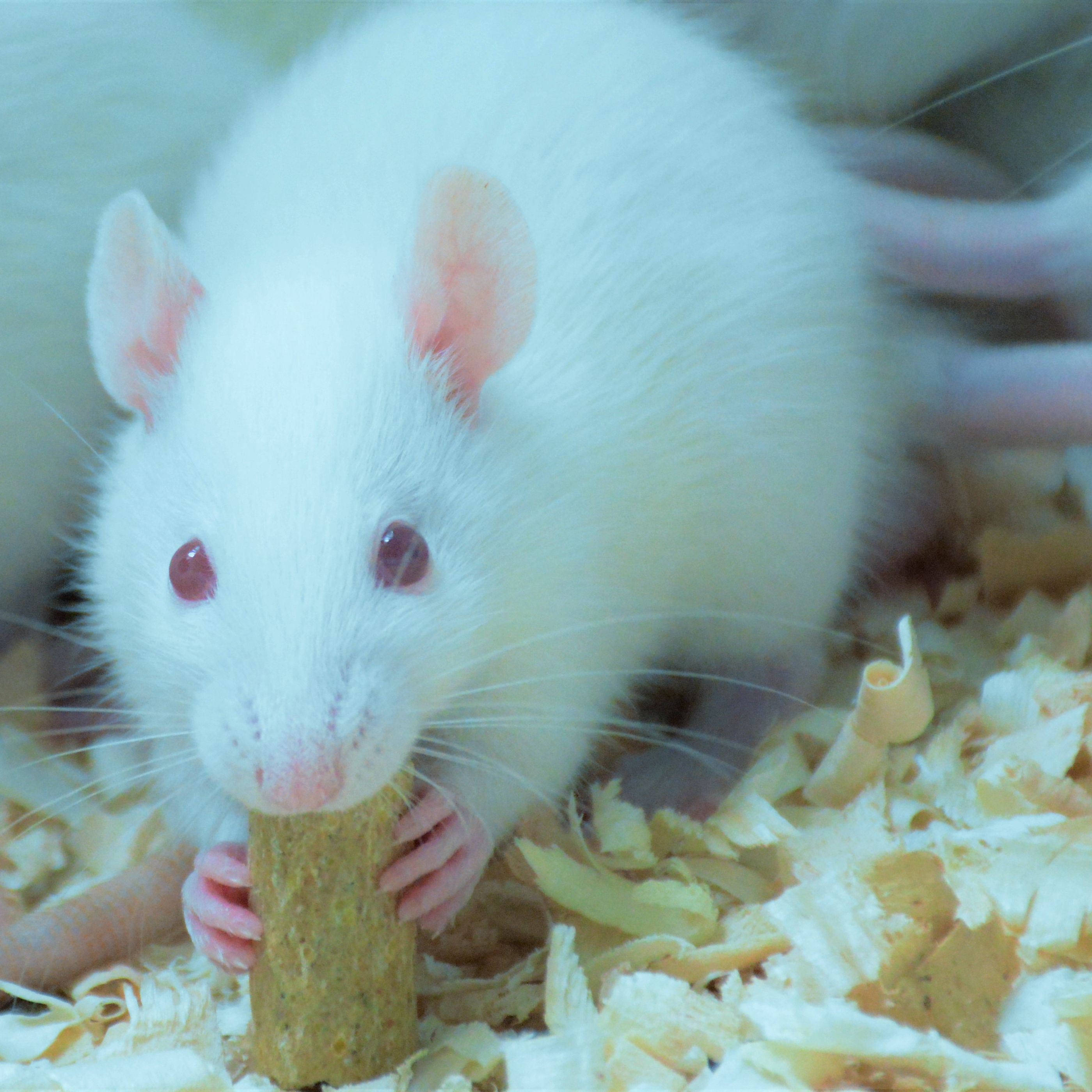 大小鼠尾静脉给药动物实验
