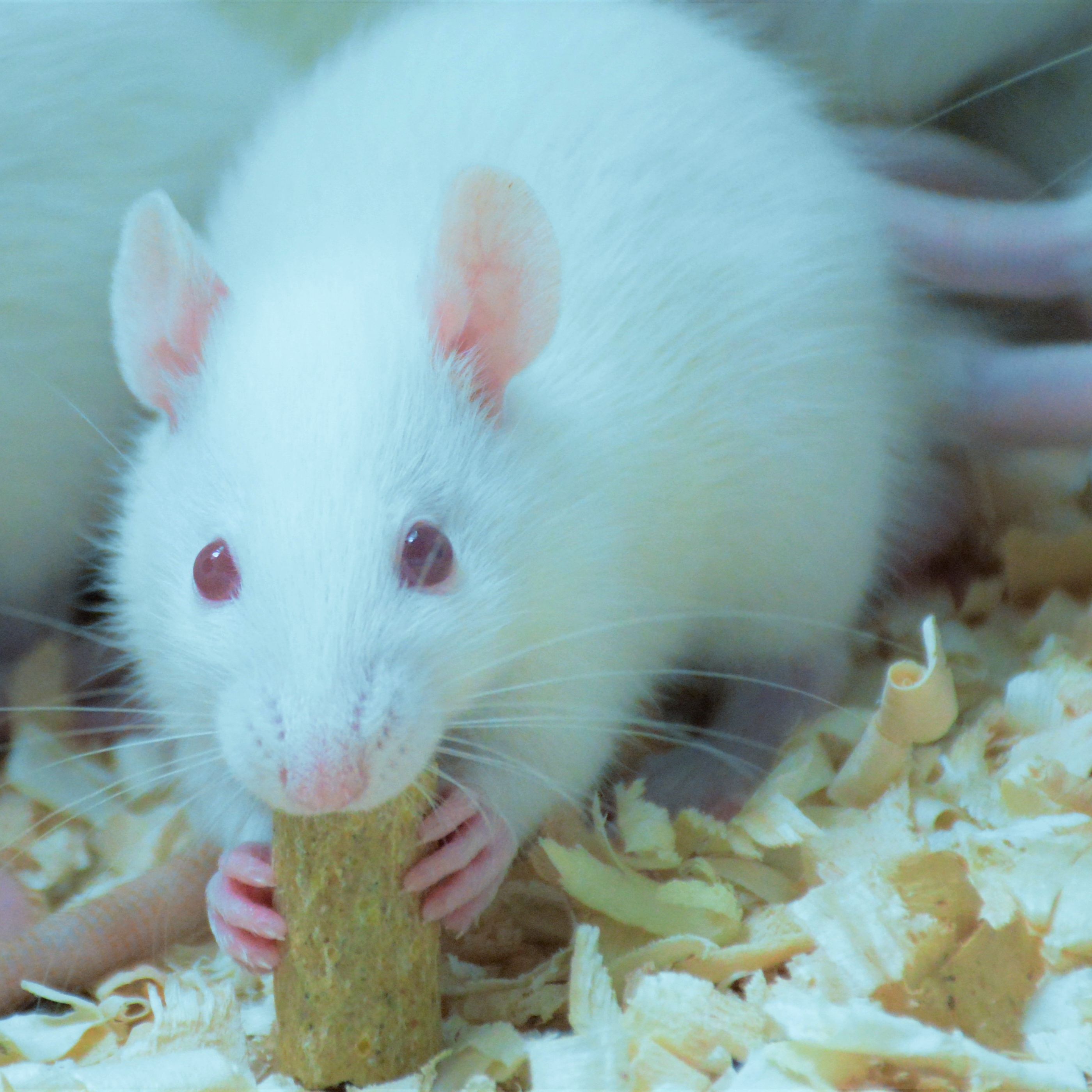 大鼠血压测量动物实验
