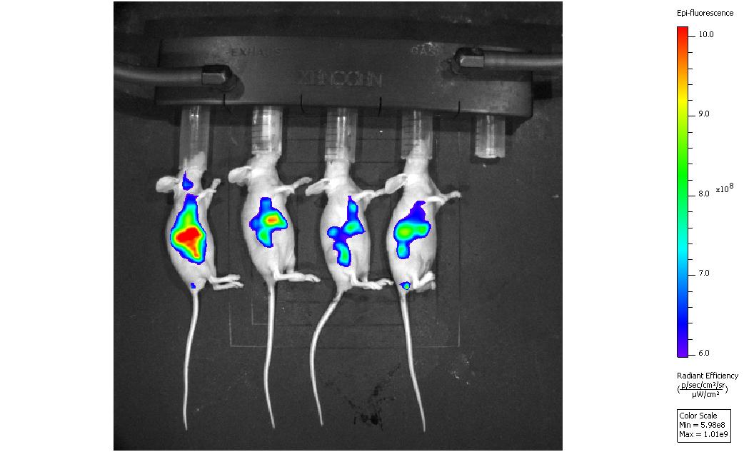 小动物活体成像服务
