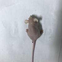 裸鼠皮下荷瘤