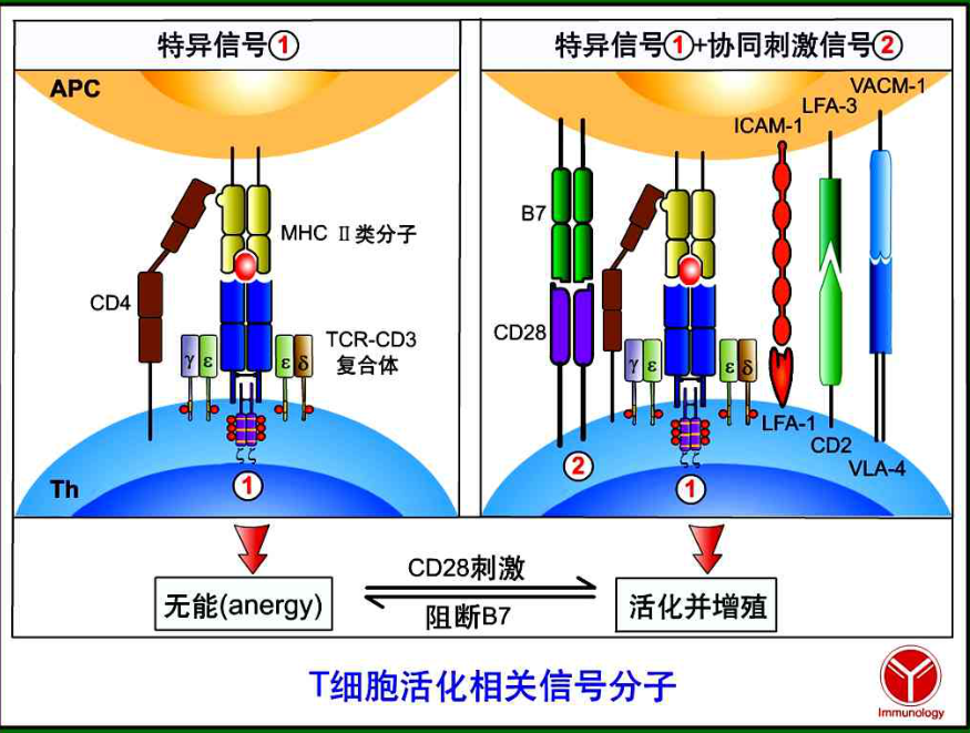 阿尔法贝塔t细胞图片