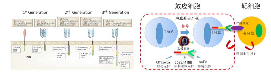 精彩回顾，CART细胞治疗的挑战与进展