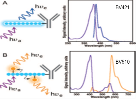 干货小黑板—耦联染料知多少？