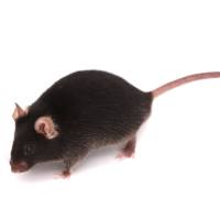 Ⅱ型糖尿病模型药效实验