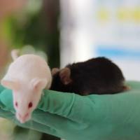 LAG3人源化模型体内药效实验  