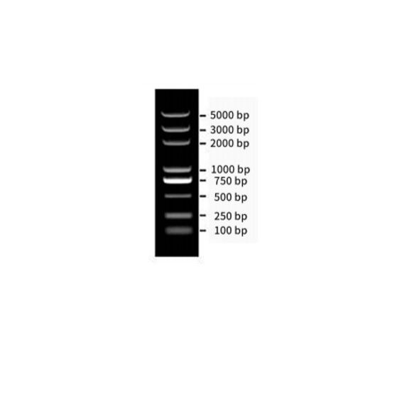 biosharp BL103A DNA Marker III（100-5000bp）