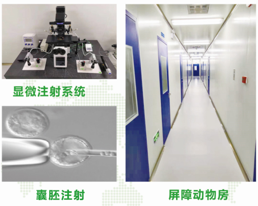 动物实验模式动物