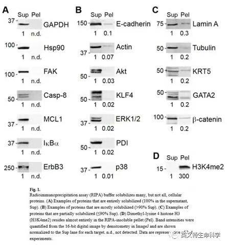 WB目标蛋白就在Cell lysate与Total protein的差别之间!进来帮你找到它!