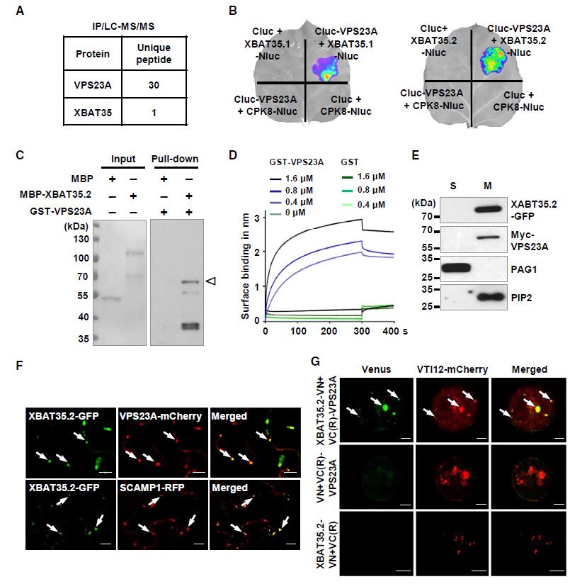 读CNS看大佬研究植物膜系统“套路”!