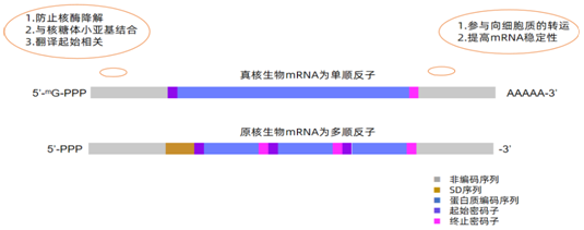 极简转录组建库试剂盒，快速玩转RNA-seq