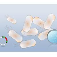 INVαF感受态细胞
