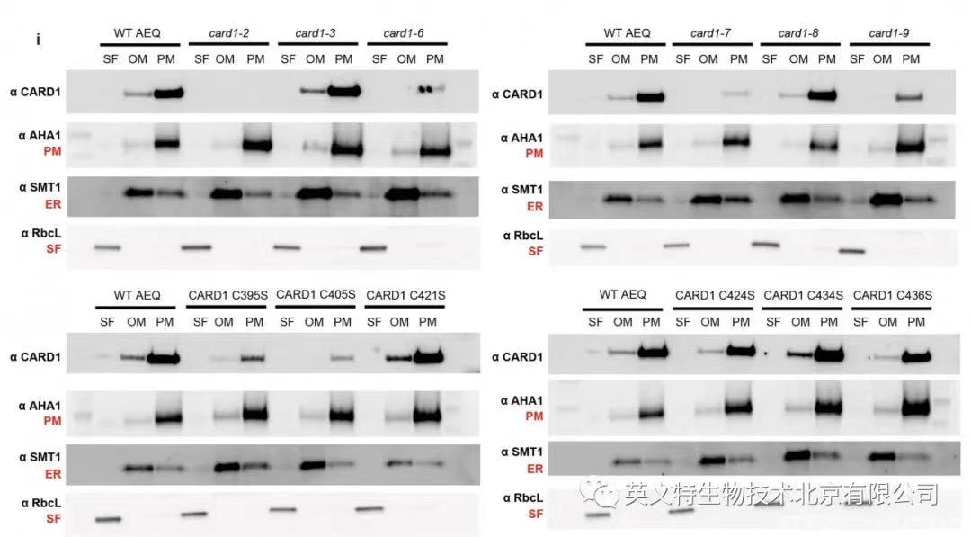 读CNS看大佬研究植物膜系统“套路”!