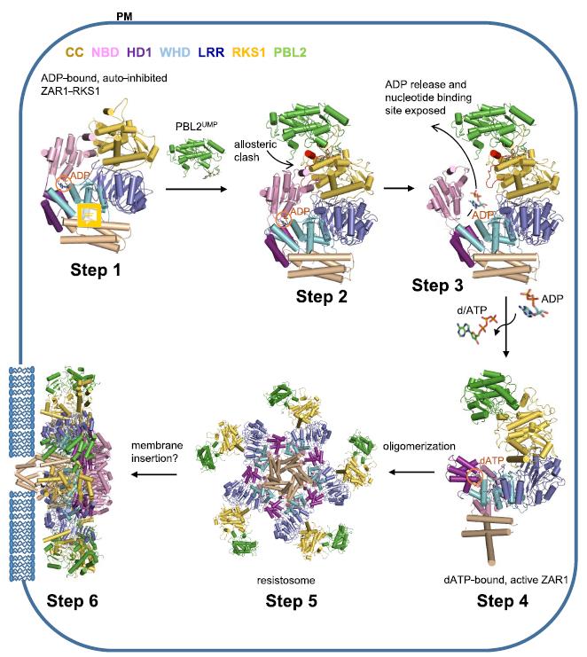 读CNS看大佬研究植物膜系统“套路”！