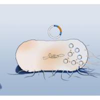 XL1-Blue MRF' Kan甘油菌