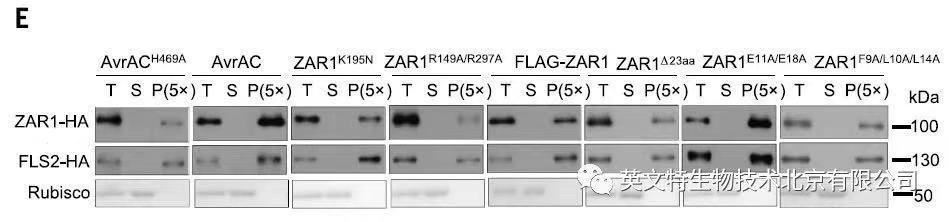 读CNS看大佬研究植物膜系统“套路”!