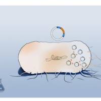 EPI300感受态细胞