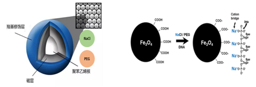 DNA纯化磁珠——完美替换AMPure XP
