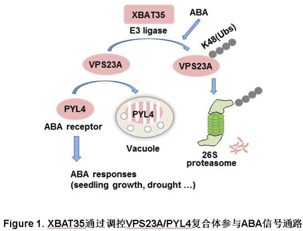 读CNS看大佬研究植物膜系统“套路”!