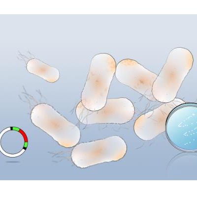 INV110感受态细胞