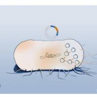 XL-10-Gold感受态细胞